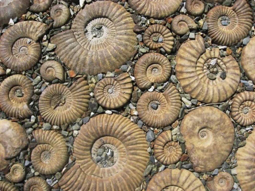 Cromer Museum Norfolk